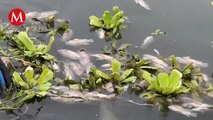 400 peces amanecen muertos en el río 