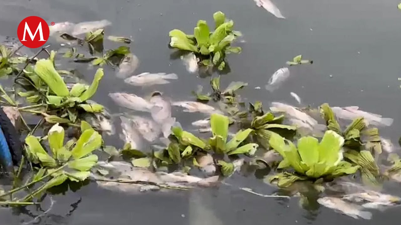 400 peces amanecen muertos en el río "Los Perros"; vecinos denuncian descarga de aguas residuales