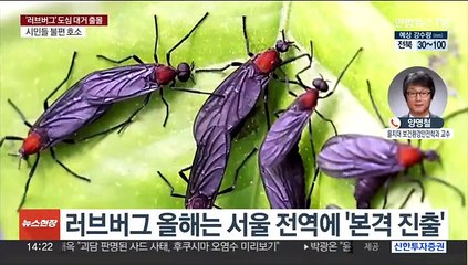 '러브버그' 도심 대거 출몰…방충 민원 '쇄도'