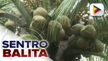 Coconut farmers, nakatanggap ng pinansiyal na tulong ngayong araw