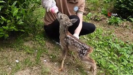 Kuyudan çıkarılan yavru karaca Zümrüt'e özenle bakılıyor