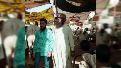بکرے کی چانپیں اور گائے کے پائے واہ مزہ آجائے گا
