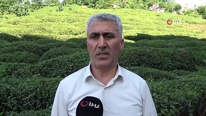 Çay üreticileri özel sektör firmalarını tercih etti