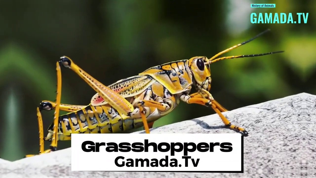 Grasshoppers Across Time: Revelations on Origins and Impact