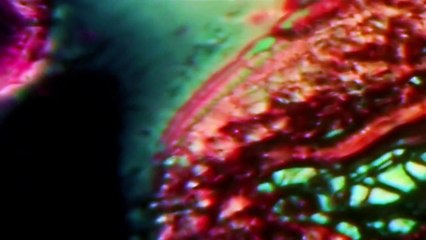 Björk: Biophilia Live Bande-annonce (EN)