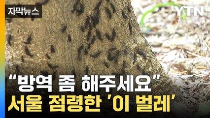 [자막뉴스] "죽은 벌레 수두룩"...서울 점령한 '러브버그' 뭐길래 / YTN