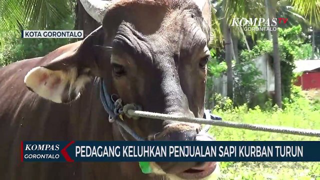 Pedagang Keluhkan Penjualan Sapi Kurban di Kota Gorontalo Turun