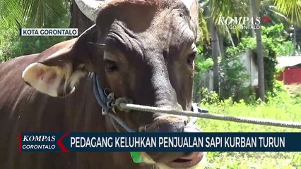 Pedagang Keluhkan Penjualan Sapi Kurban di Kota Gorontalo Turun