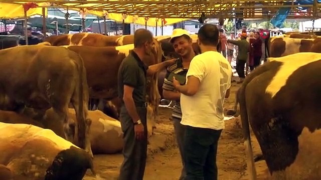 Kurbanlık büyükbaş hayvan seçerken nelere dikkat edilmeli