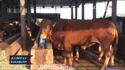 3 Ekor Sapi Simental Pesanan Presiden Dapat Perlakuan Khusus