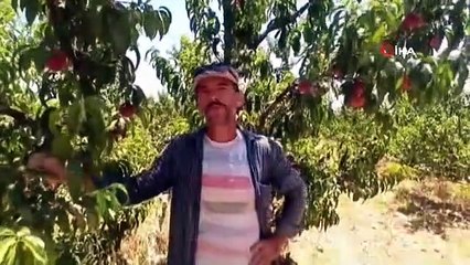 Un producteur de pêches à Karkamış a commencé la récolte avec un rendement élevé