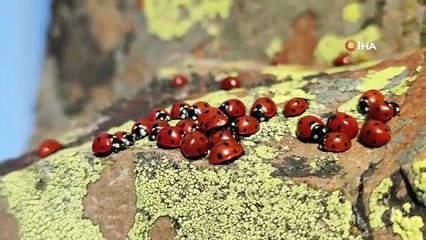 Kahramanmaraş'ta Uğur Böcekleri Doğa Turizmine Katkı Sağlıyor