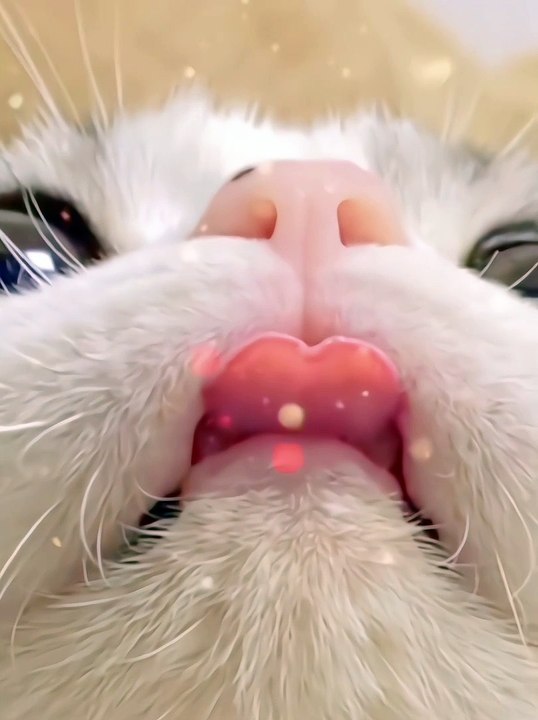 Cats Funny Moments | Animals Funny Moments | Cute Pets | Funny Animals | Cats Funny Compilation ASMR