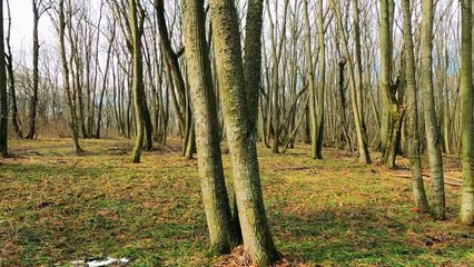 Otilia - Russian Dream  Top Models, Music video 2023