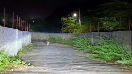 फार्म हाउस की दीवार पर पैंथर