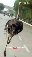 An ostrich escaped from a zoo running down a busy street in Karachi, Pakistan || Best of Internet