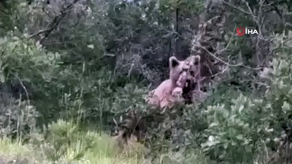 Kastamonu'da yerleşim yerlerine kadar inen ayılar böyle görüntülendi