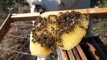 Les ruches se déplacent vers les hautes terres d'Antalya