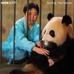 This panda mum doesn't realise she's had twins! 