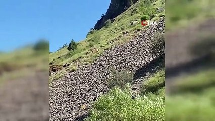 Pülümür çayından su içen anne bozayı ve 3 yavrusu böyle görüntülendi