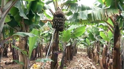 El plátano rojo, el tesoro mejor guardado de Canarias
