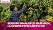 Berburu Buah Jeruk Siam Madu, Langsung Petik dari Pohon