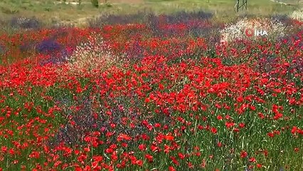 Gelincik çiçeklerinin Süphan Dağı ile oluşturduğu manzara hayran bırakıyor