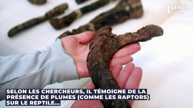 Un fossile de dinosaure pigeon à la forme étrange intrigue les scientifiques