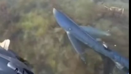 Shark spotted again in shallow waters in Spain  sparked panic on Costa Blanca beach