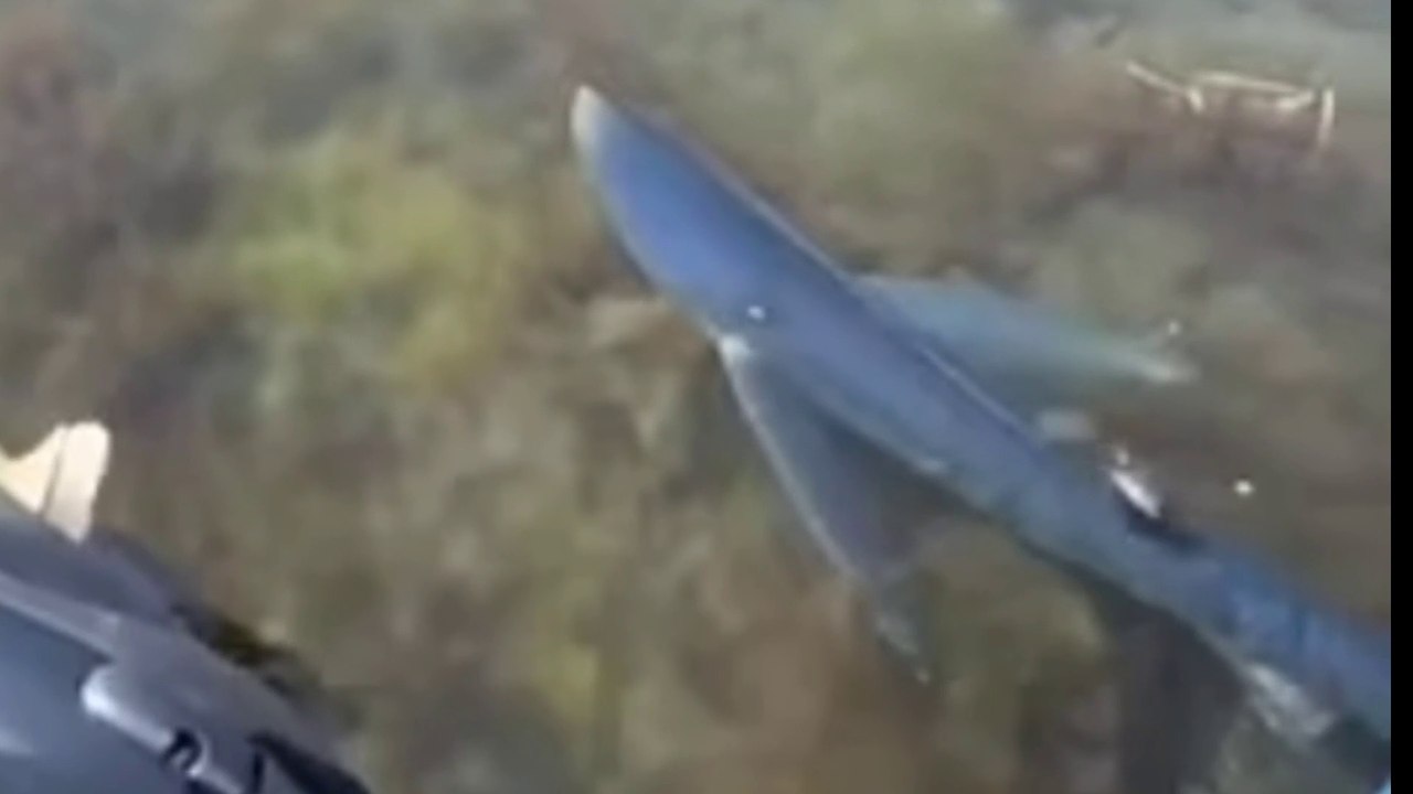 Shark spotted again in shallow waters in Spain  sparked panic on Costa Blanca beach