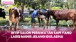 Intip Salon Perawatan Sapi yang Laris Manis Jelang Idul Adha