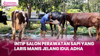 Intip Salon Perawatan Sapi yang Laris Manis Jelang Idul Adha
