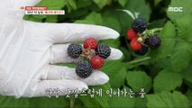[HOT] There are five kinds of berries that She grow!, 생방송 오늘 저녁 230626