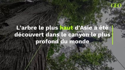 Le canyon le plus profond du monde abrite l’arbre le plus haut d’Asie