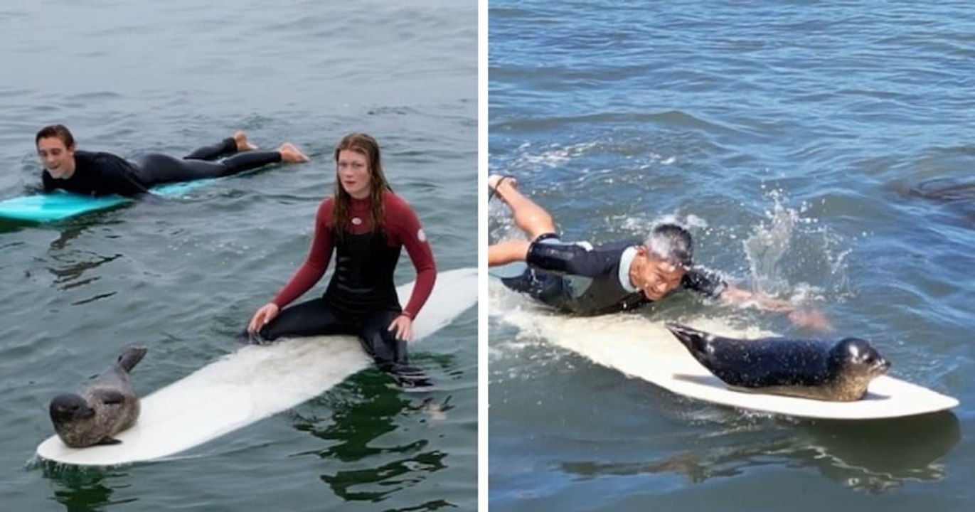 Californie : un adorable bébé phoque saute sur les planches des surfeurs, sous le regard amusé des baigneurs
