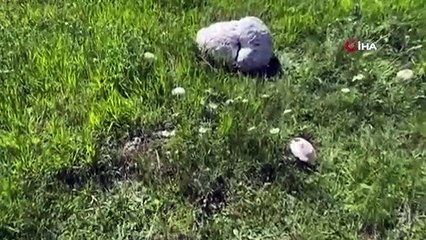 13 kilogramlık dev mantar görenleri hayrete düşürdü