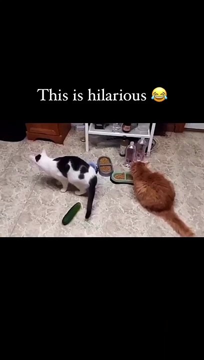 smile with cats