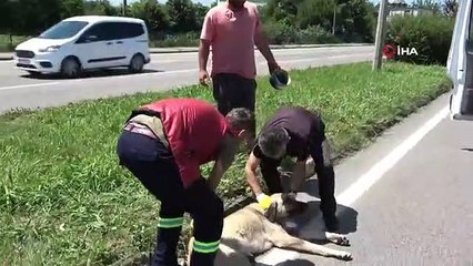 Yaralı köpek için seferber oldular