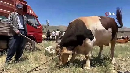 1 ton 100 kilogramlık 'Paşa' alıcısını bekliyor