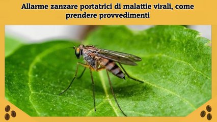 Allarme zanzare portatrici di malattie virali, come prendere provvedimenti
