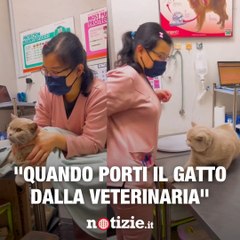 A mali estremi, estremi rimedi: ad alcuni gatti non piace proprio andare dal veterinario