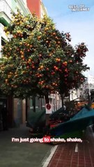 Unique mechanical vehicle shakes off a tree to make oranges fall from it || Best of Internet