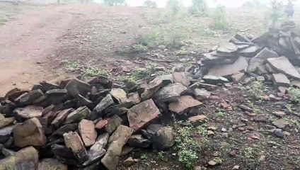 Greenery dominated the barren land in Jhalawar