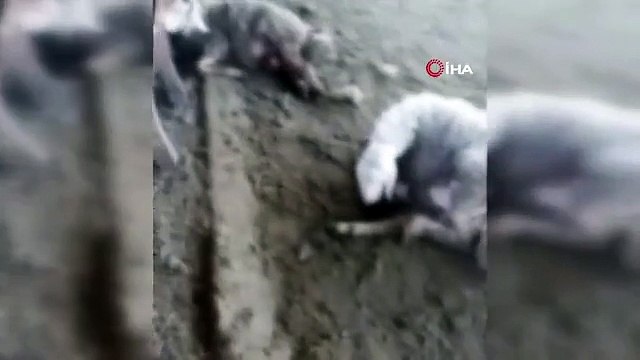 Gros choc pour l'éleveur avant Kurban Bayram... Le loup qui est entré dans l'enclos a tué 59 moutons