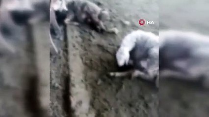 Kurban Bayram'ı öncesi besiciye büyük şok... Ağıla giren kurt, 59 koyunu telef etti