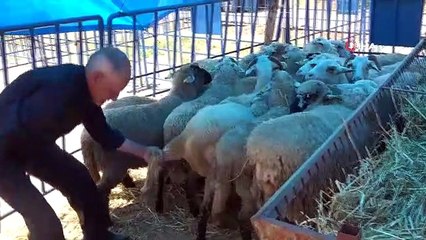 Contrôle de grossesse des animaux femelles avec un appareil à ultrasons sur le marché de qurban