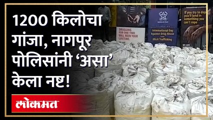 कोट्यवधी रुपयांचा गांजा असा केला नष्ट बघाच