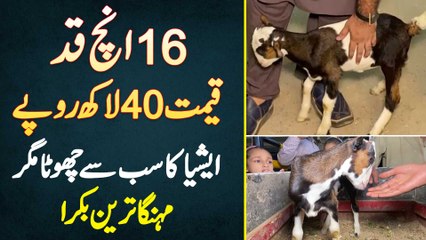 16 Inch Height , Price 40 Lakh Rupees - Asia Ka Sab Se Chota Magar Mehnga Tareen Bakra