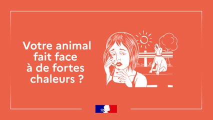 Comment protéger son animal de la chaleur?