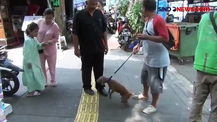 Dinkes Jakarta Catat 1.527 Kasus Gigitan Hewan Sepanjang Tahun 2023, Tak Ada yang Tertular Rabies